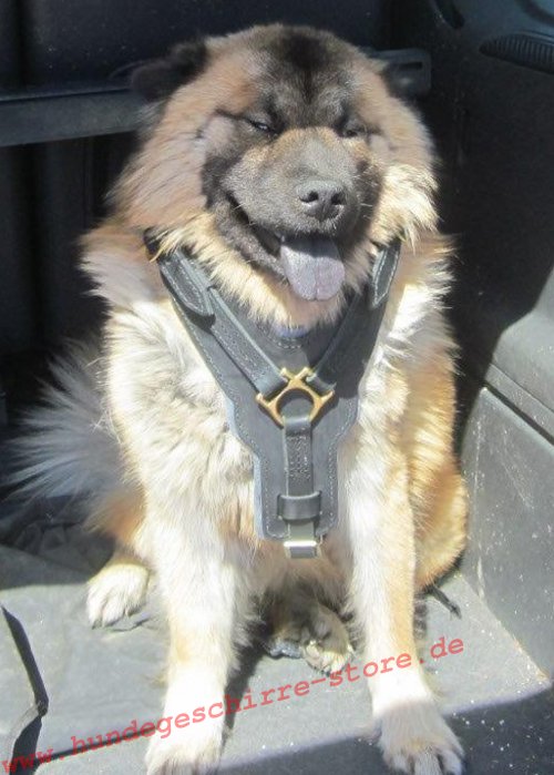 Chest Harness for Eurasier