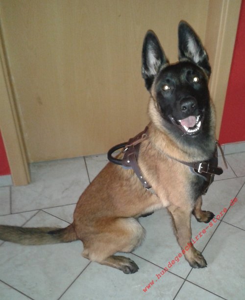 Malinois Geschirre