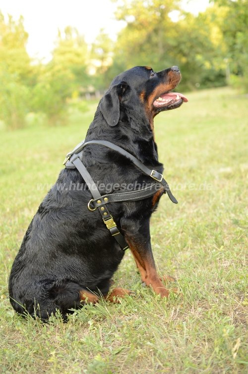 zuggeschirr hund, Rottweiler Leder Hundegeschirr