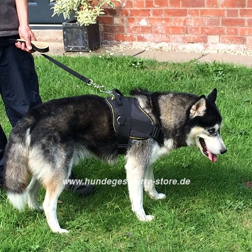 Geschirr für Husky mit gepolstertem
Griff