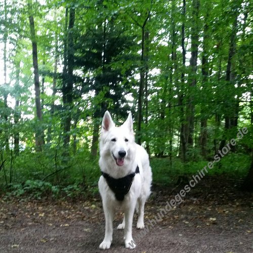 Harness for Swiss Shepherd Training