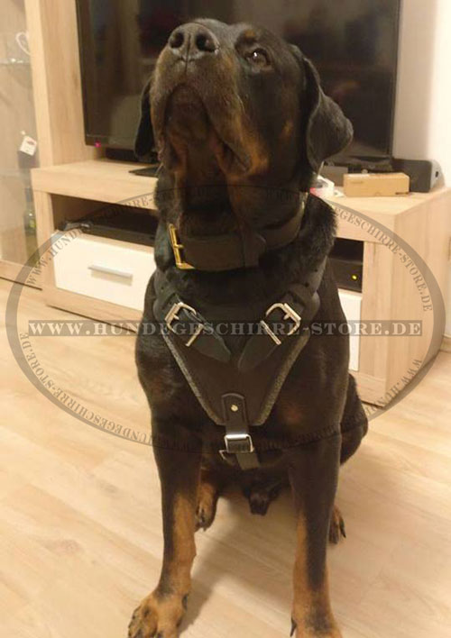 Leder Hundegeschirr, gepolstert