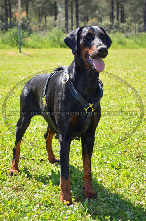 Handgefertigtes Dobermann Geschirr Leder