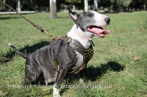 Bullterrier Hundegeschirr mit Nieten