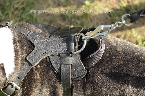 Bullterrier Geschirr für mittelgroße Hunde