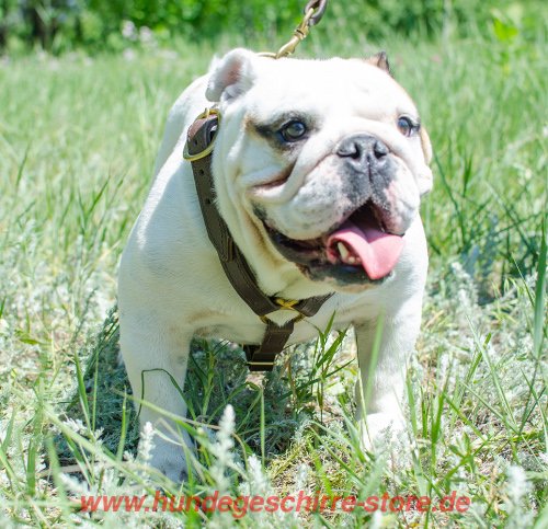 Suchgeschirr Englische Bulldogge, Suchgeschirr Bulldogge