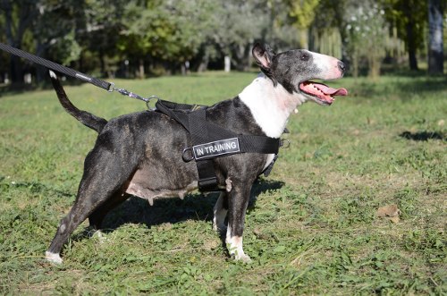 Hundegeschirr für Bullterrier mit Logos