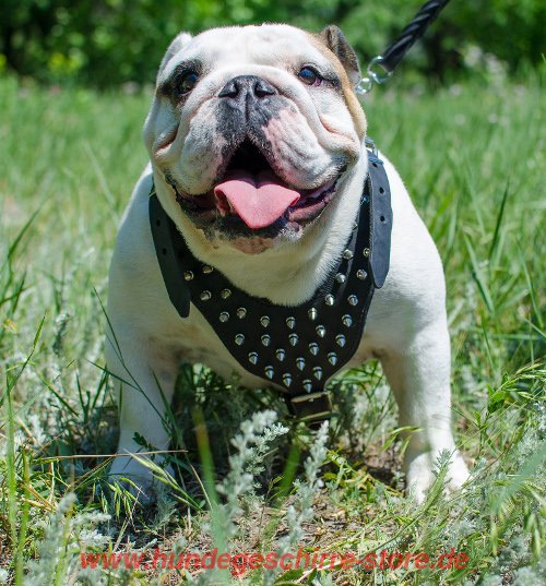 Bulldogge Geschirr Leder mit Dornen