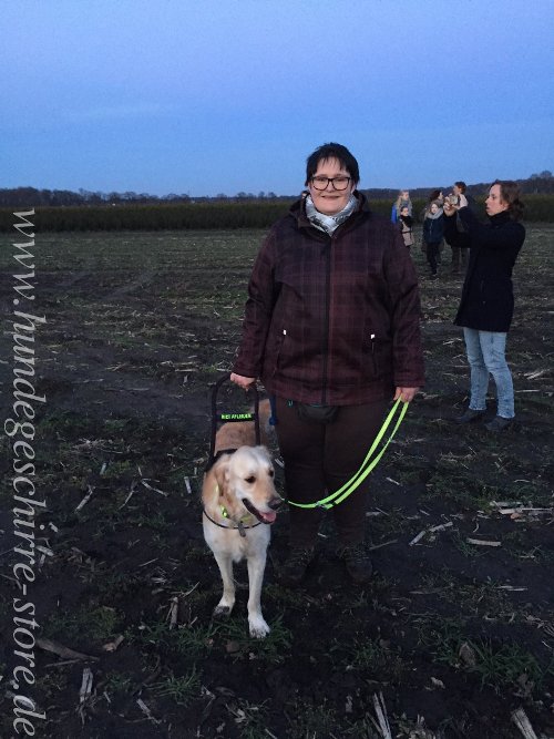 blind dog harness forgolden retriever