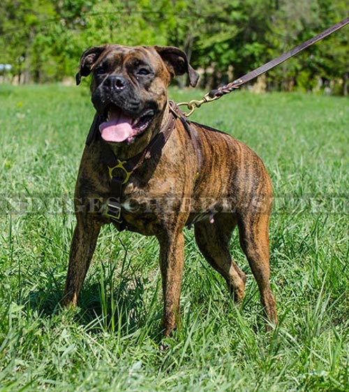 Hundegeschirr Leder mit edlem Design fuer Boxer