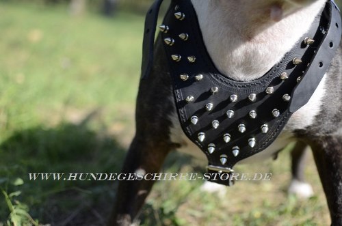 Hundegeschirr Leder