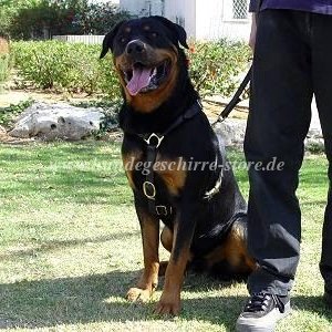 rottweiler geschirr leder berlin