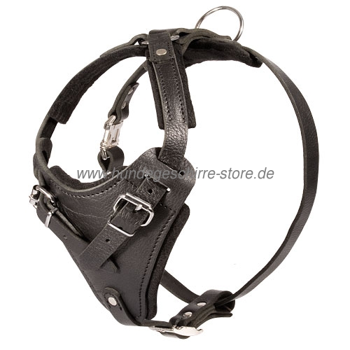 Training Harness prey drive padded American Bulldog