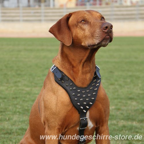 Ridgeback Geschirr Leder mit Spikes