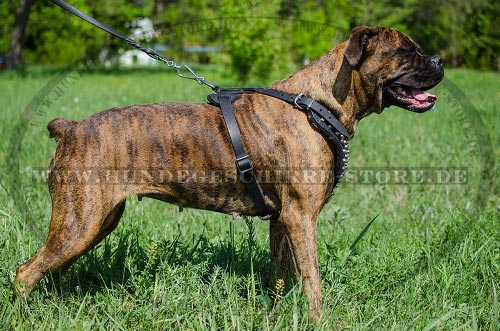 Boxer Geschirr Leder mit Dornen