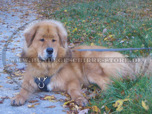 Hundegeschirr für Tibet-Mastiff