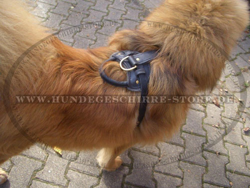 Hundegeschirr für Mastiff