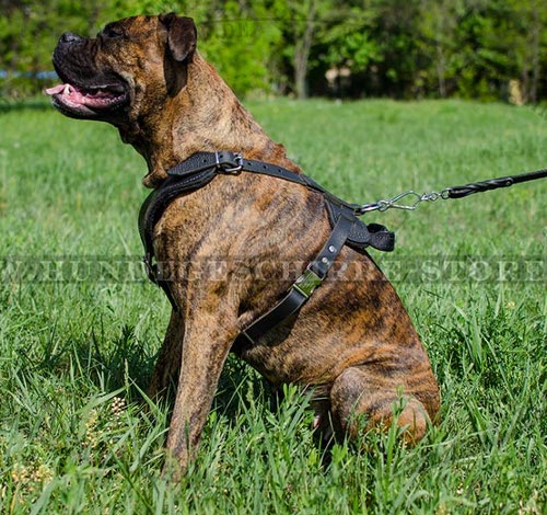 brustgeschirr hund, Boxer Leder Hundegeschirr