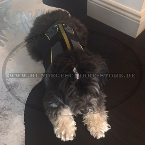 Hundegeschirr für Löwchen Hund