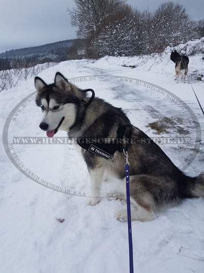 Laufgeschirr für Husky kaufen