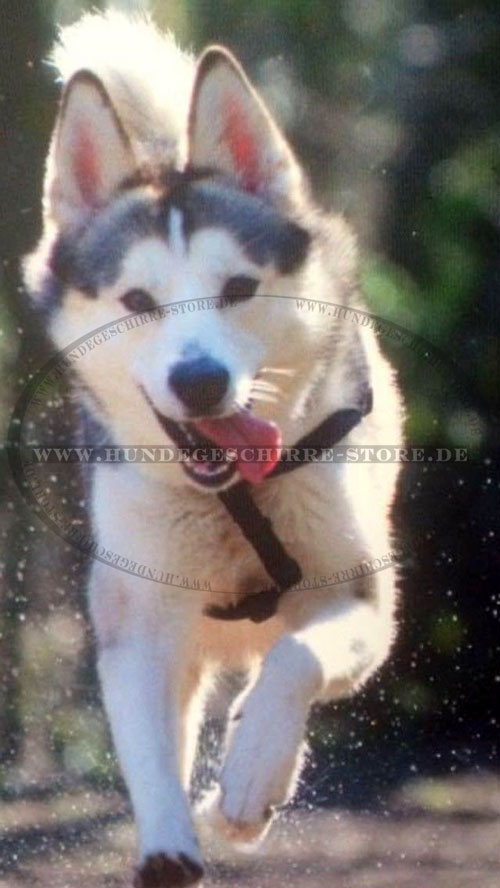  Zuggeschirr für Husky kaufen