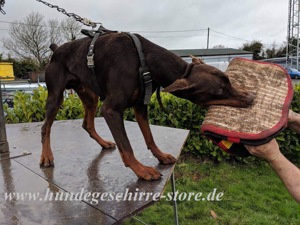 Sporthund Geschirr für Dobermann kaufen