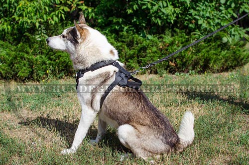 Laika harness with padding