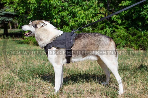 Laika nylon dog harness