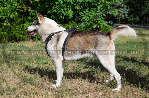 Brustgeschirr fuer Hund mit Pyramiden