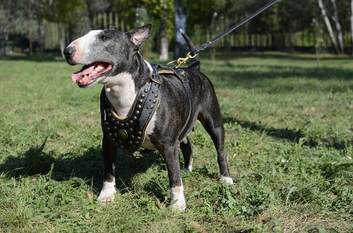 Nieten Geschirr am Bullterrier