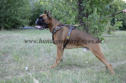 Deutscher Boxer Hundegeschirr Leder fuer Spaziergang