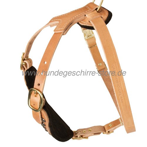 Dog studded harness ulm amstaff