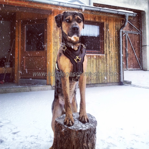 Louisiana Catahoula Leopard Dog Geschirr flexibel