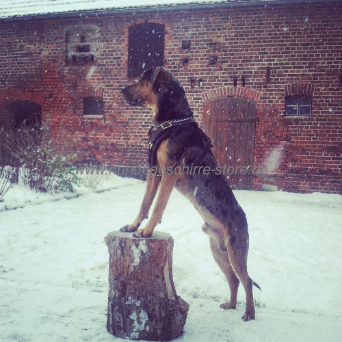 Louisiana Catahoula Leopard Dog Hundegeschirr aus Leder