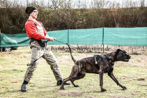 K9 Hetzgeschirr American Bandogge Mastiff