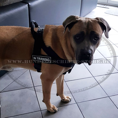Nylon Hundegeschirr für Cane Corso kaufen