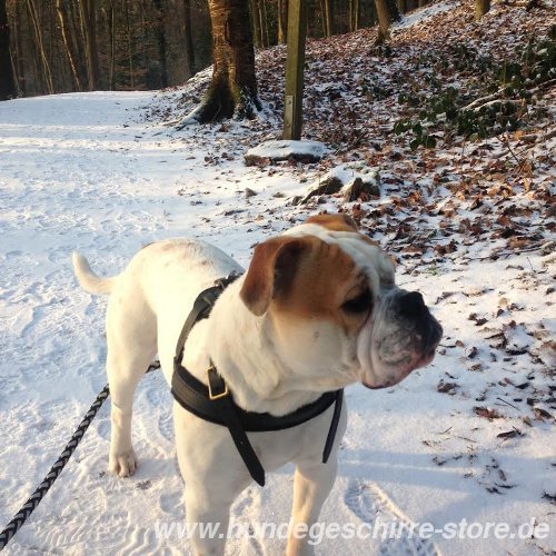 pulling dog harness padded for Old English Bulldog