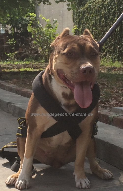 pit bull dog pulling harness