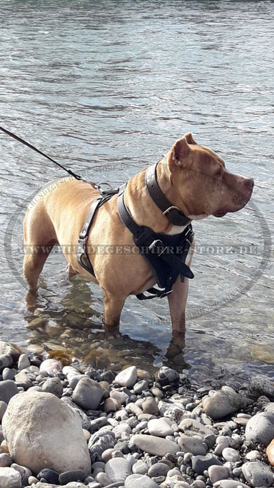 Pitbull Terrier K9 Brustgeschirr