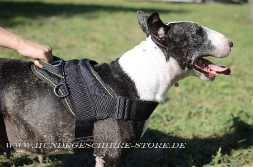 Bullterrier Hunderasse Hundegeschirr reflektierend