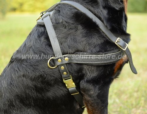 geschirr Rottweiler