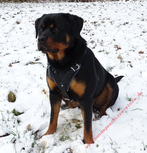 Rottweiler Hundegeschirr gepolstert