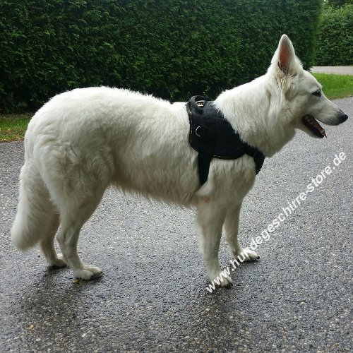 Swiss Shepherd Harness of Nylon