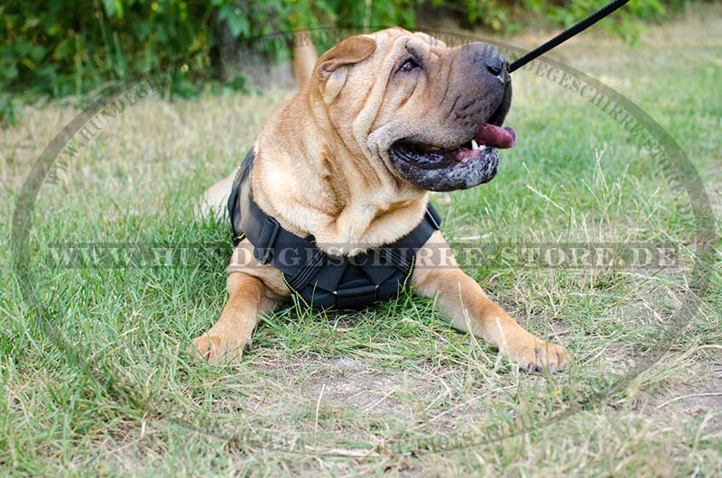 Best harness for shar pei online