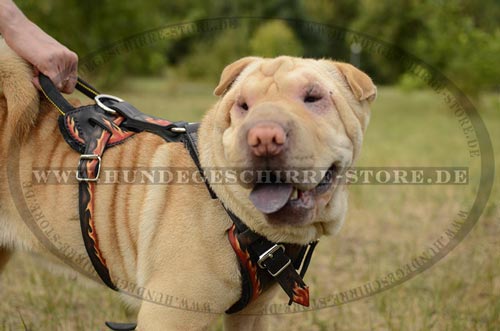 Sharpei Leder Hundegeschirr