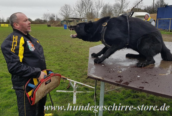 Sporthund Geschirr für Belgischen Schäferhund kaufen