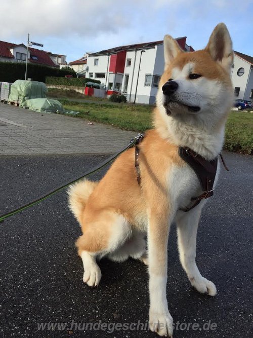 Akita Brustgeschirr Gepolstert