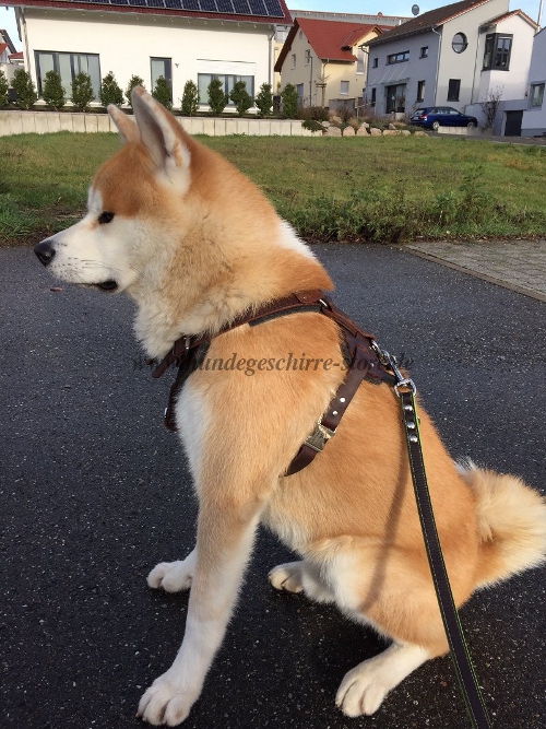 leder geschirr akita zugarbeit berlin