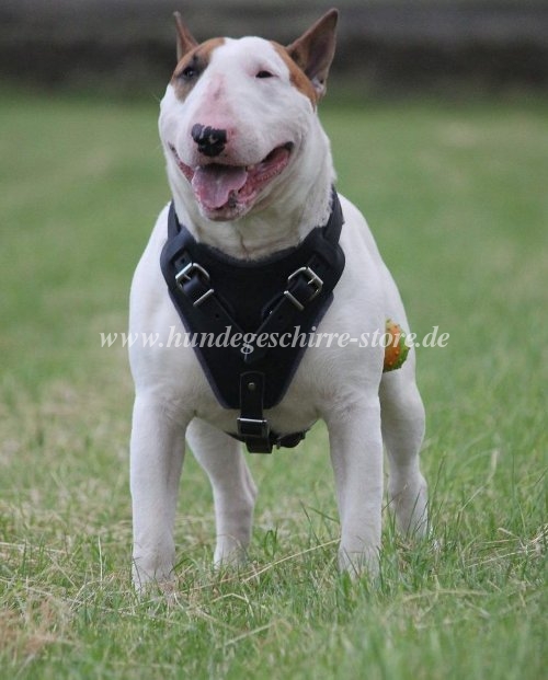 Bullterrier harness with handle above