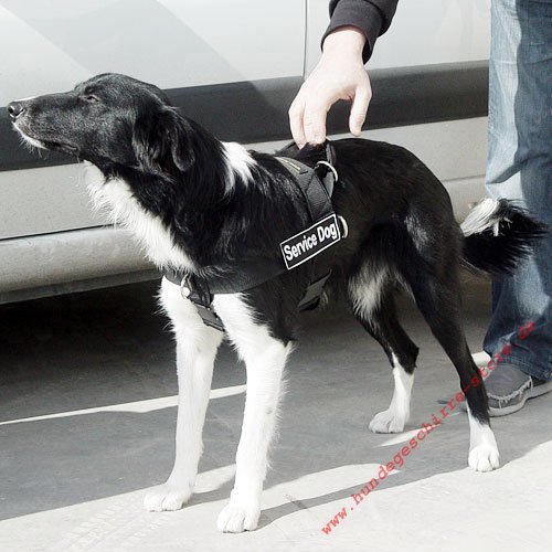 Border Collie Brustgeschirr K9